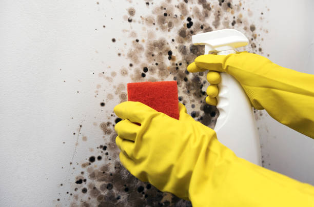 Best Residential Mold Removal  in Glenwood Landing, NY