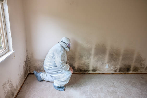 Best Commercial Mold Removal  in Glenwood Landing, NY
