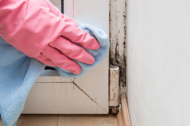 Best Crawl Space Mold Removal  in Glenwood Landing, NY